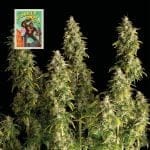Seedsman Gorilla Candy Auto strain