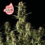 Juicy Zkittlez Auto Feminised Seeds-SMAN-JUZK-AUTO-FEM