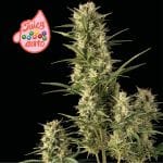 Juicy Zkittlez Auto Feminised Seeds-SMAN-JUZK-AUTO-FEM