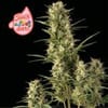 Juicy Zkittlez Auto Feminised Seeds-SMAN-JUZK-AUTO-FEM