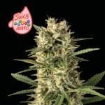 Juicy Zkittlez Auto Feminised Seeds-SMAN-JUZK-AUTO-FEM