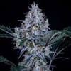 MEPH-SUNTH-AUTO-FEM