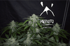 MEPH-FUGSTAT-AUTO-FEM