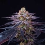 Rotten Apple Feminised Seeds - 6-PTS-ROTAPP-FEM-6