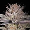 SIL-LTREE2-FEM