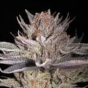 SIL-LTREE2-FEM