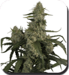 BS-SBSF050001-F5