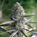 Runtz Fast Feminised Seeds-HDS-RUN-FAST-FEM