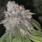Runtzosa Feminised Seeds - 5-PF-022-F5