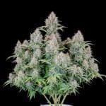 Original Cinderella Auto Feminised Seeds-FB-CIND-AUTO-FEM