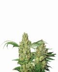 Pure Power Plant Auto Feminised Seeds - 5-NV-PPP-AUTO