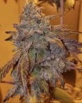 Purple #40 Feminised Seeds - 3-PCG-P40-FEM-3