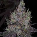 Bruntz Feminised Seeds - 6-PLUG-BRUN-FEM-6