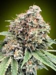 Sweet Critical 2.0 Feminised Seeds-00S-SWC2-FEM