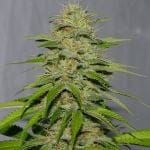 Victory Kush Regular Seeds - 10-ALPVK-REG