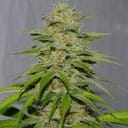 Victory Kush Regular Seeds - 10-ALPVK-REG