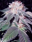 Julius Caesar Feminised Seeds - 6-CC-009-F6