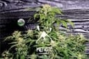 MEPH-SORH-AUTO-FEM
