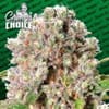 para-mendocinoskunk-fem