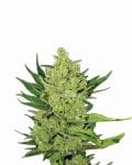 Big Bud Auto Feminised Seeds - 5-NV-BIGBUD-AUTO