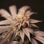 Cherry Tini Regular Seeds - 12-PTS-CT-REG-12