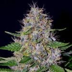 Apple Crumble Feminised Seeds - 5-G13L-APCR-FEM-5
