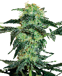 White Ice Regular Seeds - 10-WHITE-WHICE-REG-10