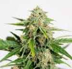 Amnesia Pure CBD Auto Feminised Seeds-HDS-AMP-CBD-AUTO-FEM