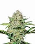 Hindu Kush Feminised Seeds - 5-NV-HINK