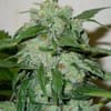 DRCH-CHRON-AUTO-FEM