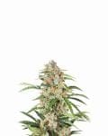 Orange Bud Auto Feminised Seeds - 5-NV-OB-AUTO
