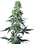 Amnesia White Regular Seeds - 10-WHITE-AMNWH-REG-10