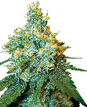 White Label Jack Herer Regular Seeds - 10-WHITE-WLJH-REG-10