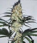 Grape Amnesia Feminised Seeds-FMLGRAMN