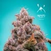 MEPH-MWED-AUTO-FEM