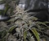 MEPH-GRWKUSH-AUTO-FEM