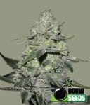 BOMB-GORIL-FEM