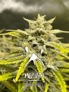 MEPH-SKYST2-AUTO-FEM