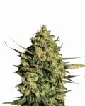 Master Kush Auto Feminised Seeds - 5-NV-MK-AUTO