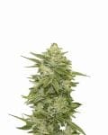 GG-48 Auto Feminised Seeds - 5-NV-GG48-AUTO