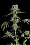 DINA-MOBY-DICK-2-FEM