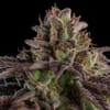 RIPP-KMZ-AUTO-FEM