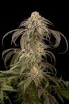 DINA-PURPLE-AFGHAN-KUSH-FEM