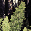 DRCH-NIAG-AUTO-FEM
