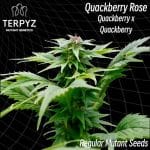 TERP-QBERRY-REG