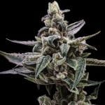 Affie OG Regular Seeds - 11-GRB-AOG-REG-11