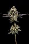 Afghani Mints Regular Seeds - 11-GRB-AMXAF1-REG-11