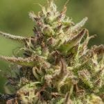Chingona Fast Feminised Seeds - 5-ATL-CHI-FAST-FEM-5
