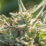 Mythic Cheetah Fast Feminized Seeds - 5-ATL-MC-FAST-FEM-5