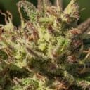 Neon Cowgirl Schnell Feminisiert Saatgut - 5-ATL-NG-FAST-FEM-5